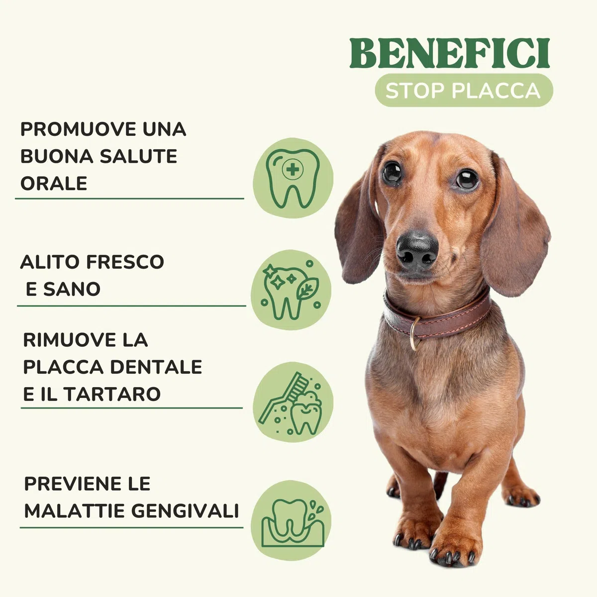 Integratore Naturale per Pulizia Denti Cane e Gatti con Alghe Kelp per Migliorare Alito Cane Cattivo, Polvere Sciogli Tartaro Cane di Sapore Gradevole, Alternativa a Spazzolino Per Cani