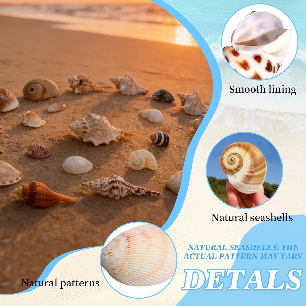 21 Pezzi Conchiglie Decorazioni Acquario Conchiglie Decorative per Acquari e Vasi Feste a Tema Naturali Spiaggia Decorazioni Matrimoni Forniture Fai da te Feste Artigianato Pittura
