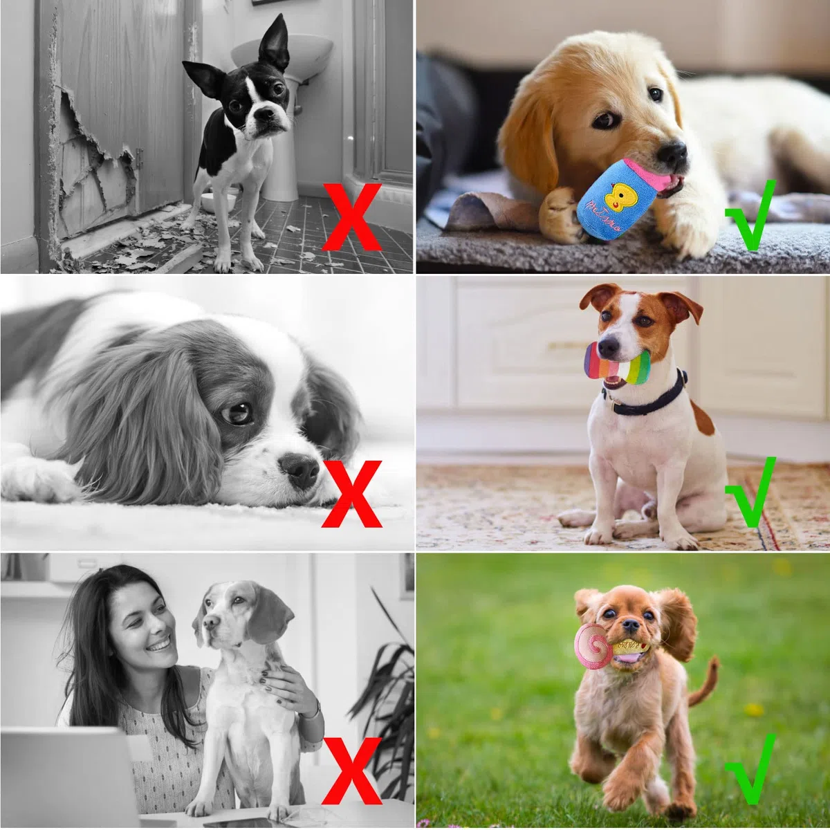 Cielbleu 10 Pezzi Giocattoli di Peluche per Cani, Peluche per Cani con Squeak Giocattoli da Masticare, Interattivi Giochi Peluche per Cani di Piccola,Media