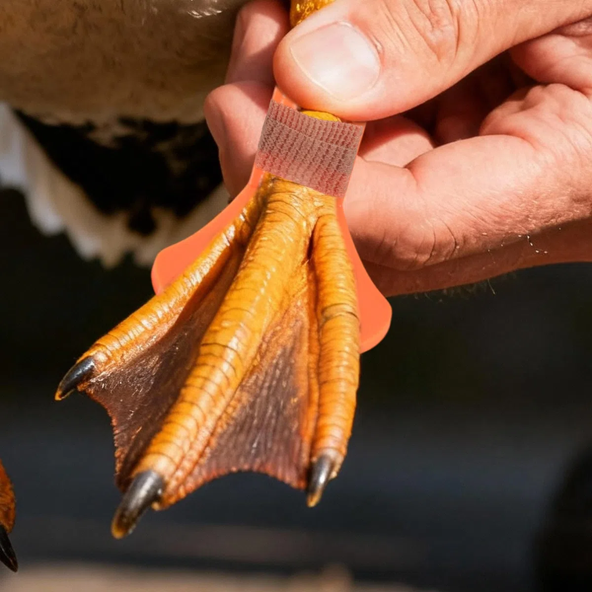 4pz Stecche per Zampe di Pollame, Stecca Arancione Pollame con Benda per Piedi Rotte o Dita Arricciate in Polli Anatre e Tutte Le Fasi di Crescita(Stile Zampe Anatra)