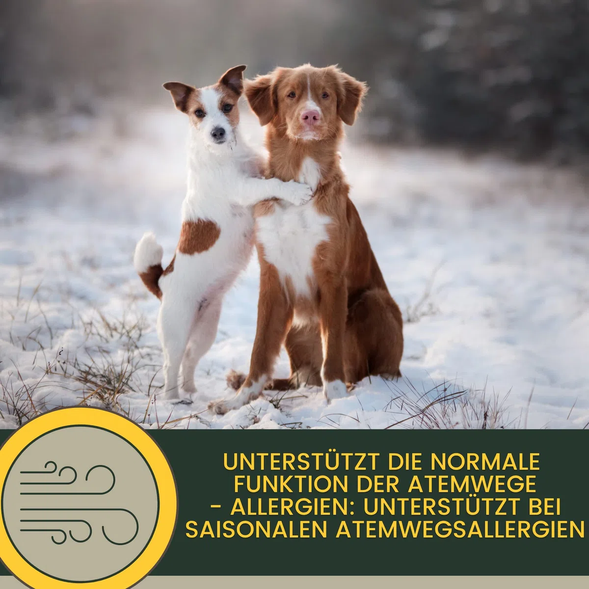 Sciroppo per la tosse per cani I Erbe bronchiali al timo I Gocce + finocchio all'anice I Rimedio per la tosse per vie aeree lenitive per tosse e raffreddore del cane I Miscela di erbe del cane 100ml