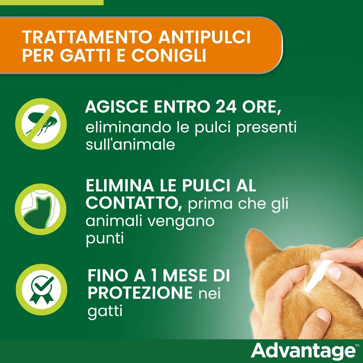 Advantage spot-on trattamento antipulci per gatti grandi e conigli grandi, 4 pipette.