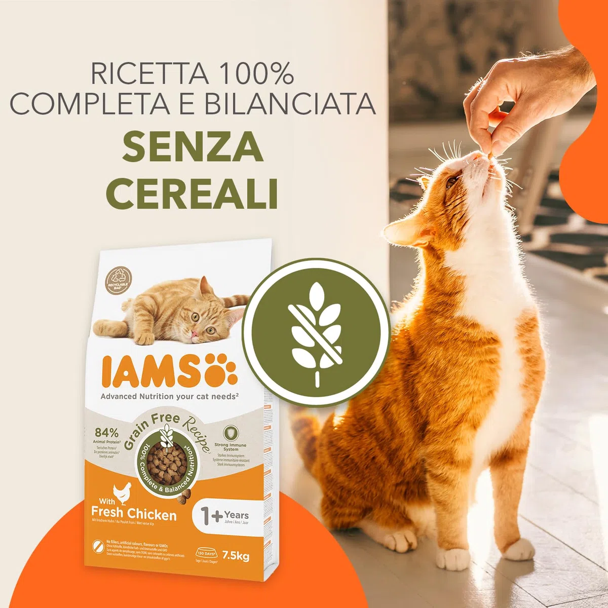 IAMS Cibo per gatti senza cereali con pollo - Alimenti secco per gatti adulti da 1 anno, 2,5 kg