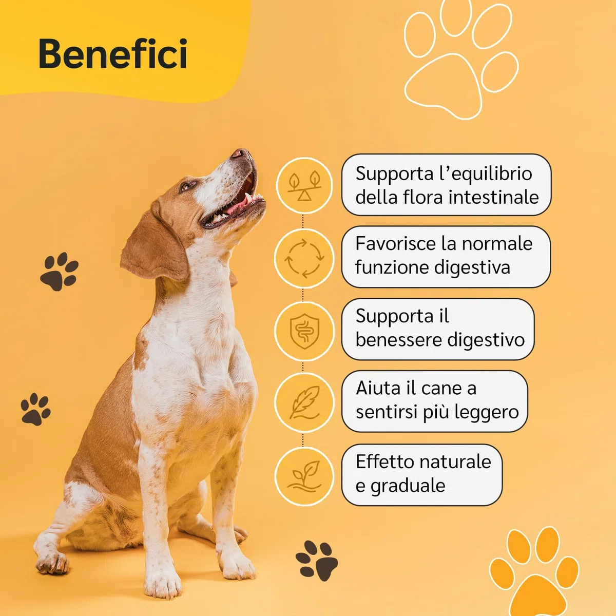 amusi Probiotici per Cani 30 Compresse con Fermenti Lattici Probiotici e Inulina – Mangime Complementare - Supporto per Intestino e Flora Intestinale, Aiuta la Digestione e l’Equilibrio intestinale