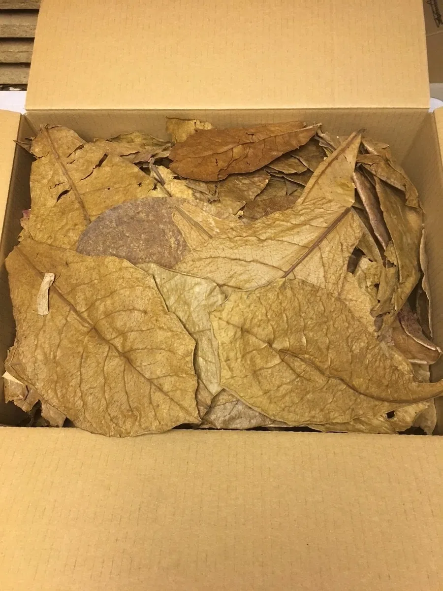 Foglie di mandorle indiane di grado B (qualità, piegate e rotte = 300 grammi) in tutto il mondo da catappa-leaves.de – i tuoi animali non sgorgano, garantito.