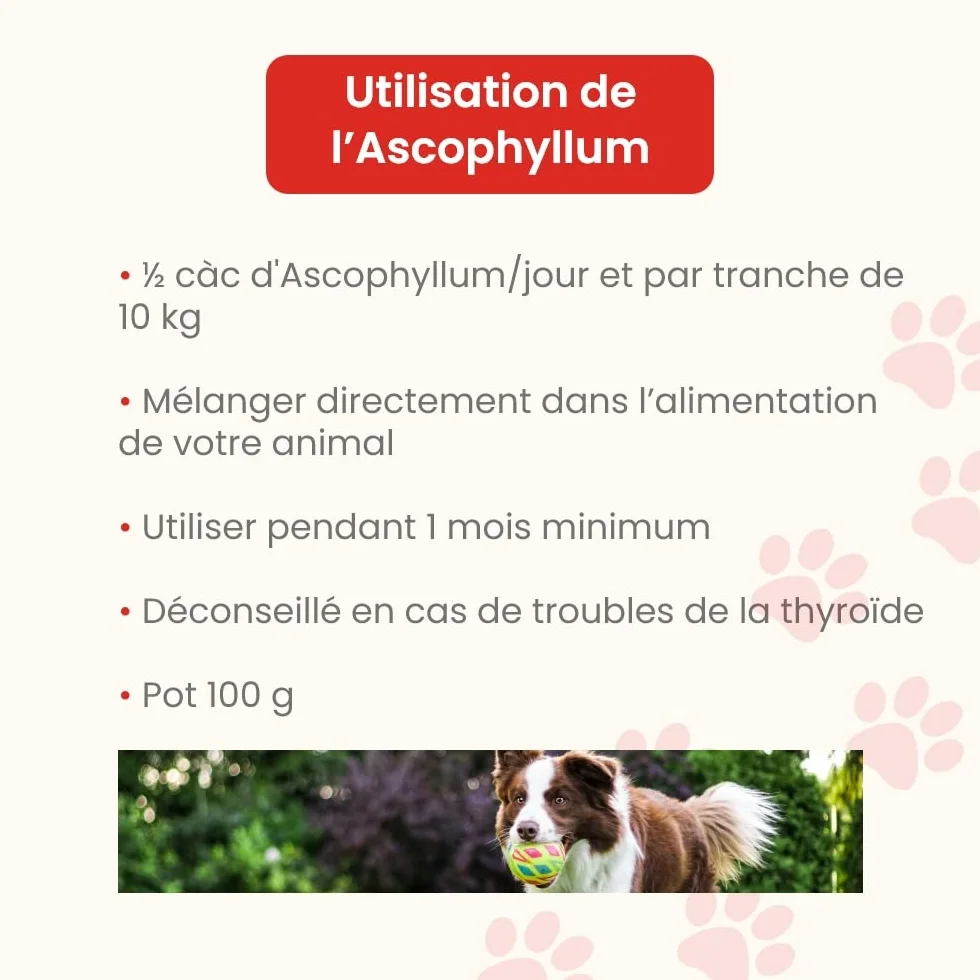 Ascophyllum nodosum in polvere - per cani e gatti - Igiene orale - Riduce la placca dentale e il tartaro, evita l'alito cattivo - Vasetto da 100 g - Sviluppato in Francia