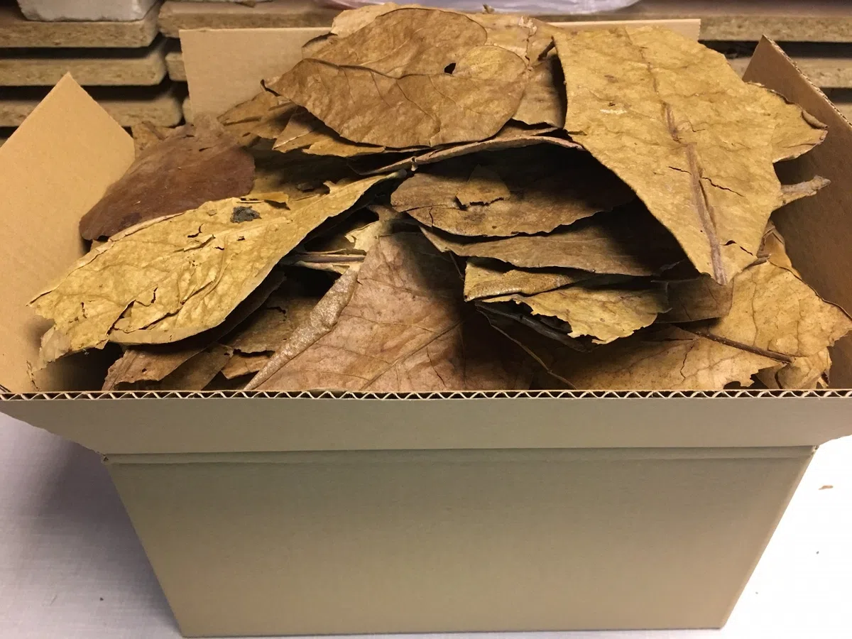 Foglie di mandorle indiane di grado B (qualità, piegate e rotte = 300 grammi) in tutto il mondo da catappa-leaves.de – i tuoi animali non sgorgano, garantito.